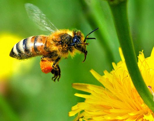 Європа проголосувала за заборону вбивати бджіл пестицидами