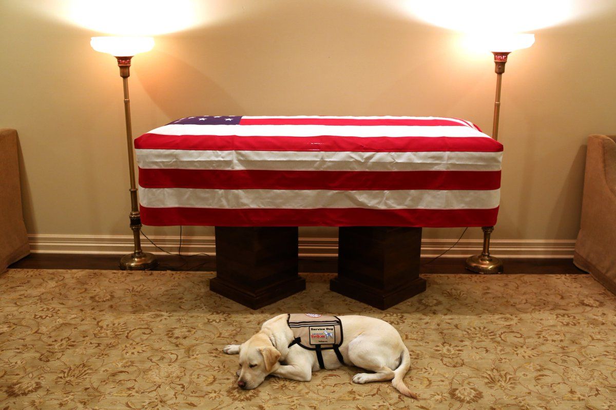 Лабрадор Джоржда Буша Саллі вразила відданістю на похоронах екс-президента США