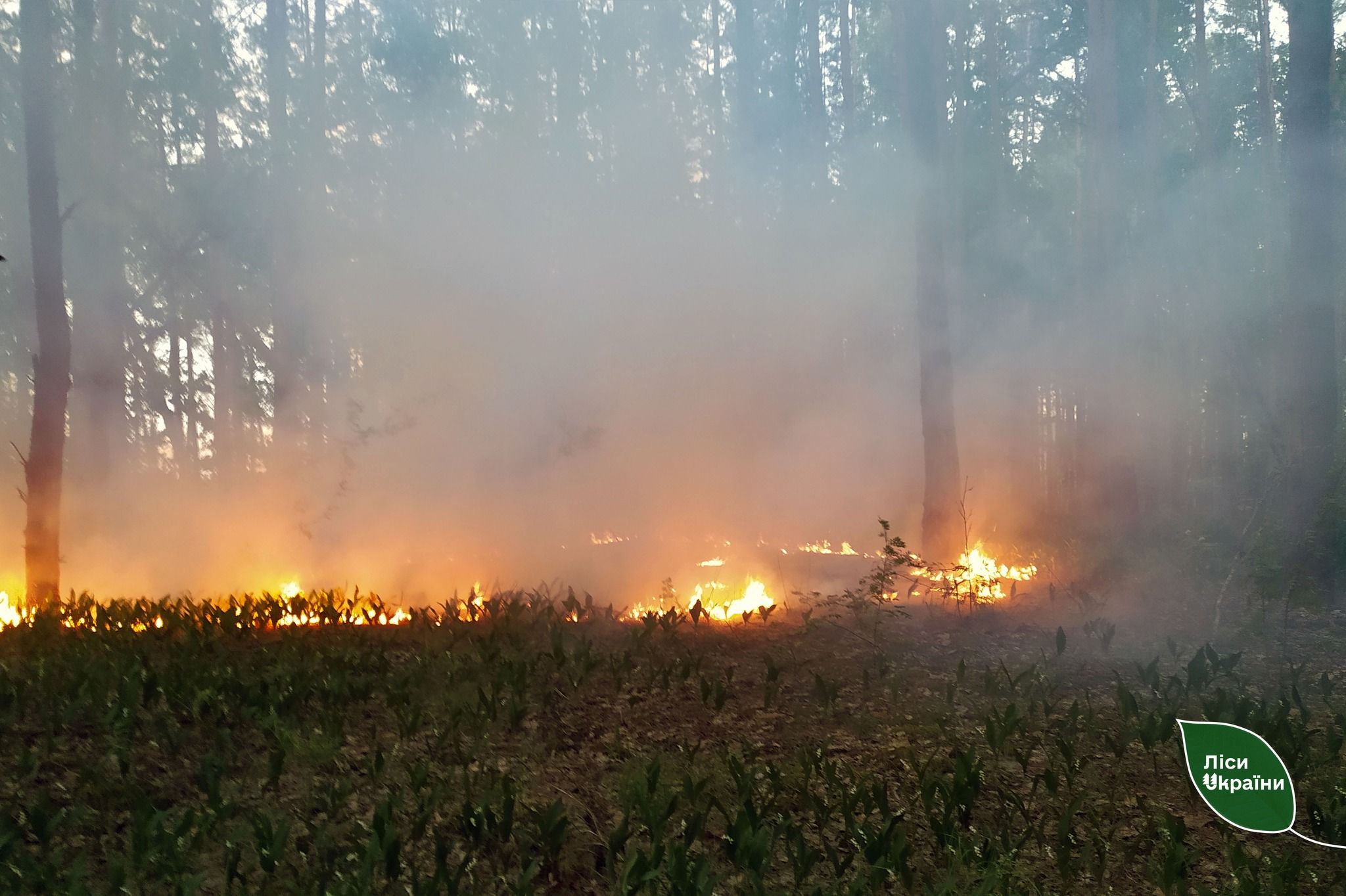 На Чернігівщині горить ліс обстріляний окупантами тиждень тому, фото