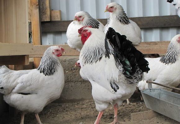 Кому тут несолодко? Європа створює обмеження для українських виробників курятини, яєць та цукру