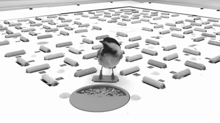 Вчені виявили, що птахи створюють пам’ять, схожу на штрих-код, щоб знаходити збережену їжу.