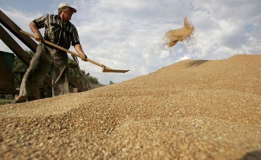 В Україні намолотили 10 мільйонів тонн зерна
