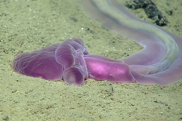 У Маріанській западині вчені виявили невідомі живі організми (відео)