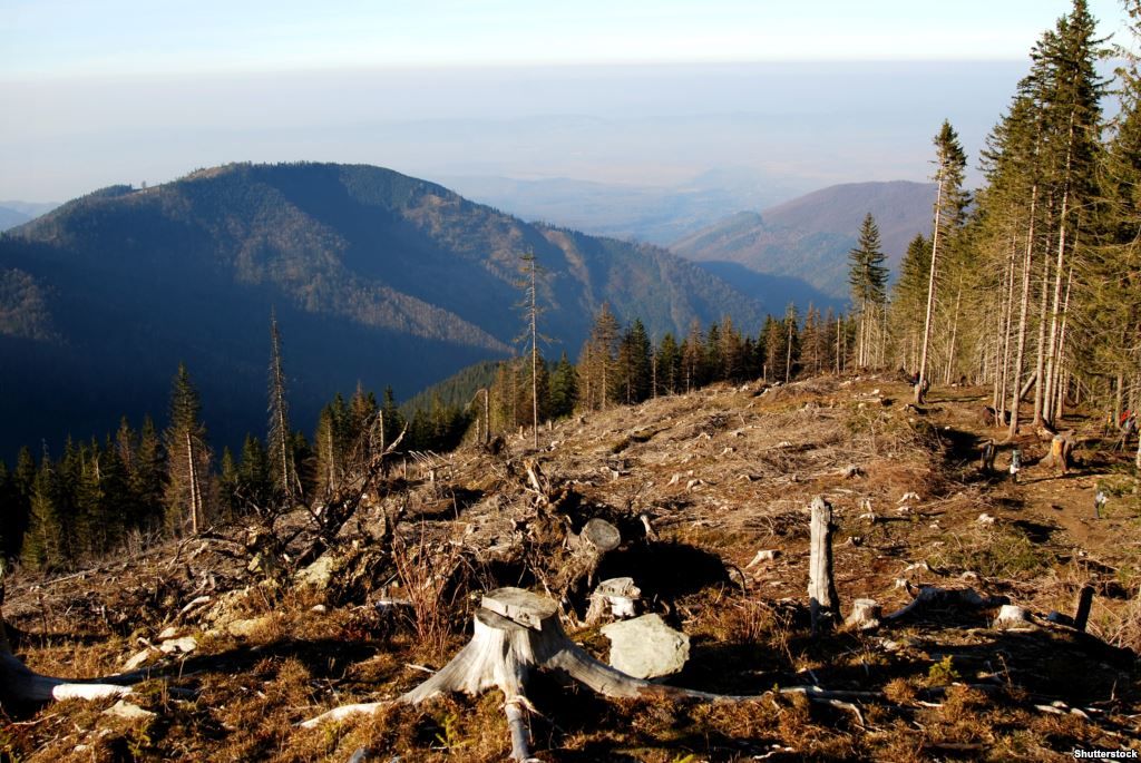 Гройсман наказав фотографувати вирубку лісів з повітря