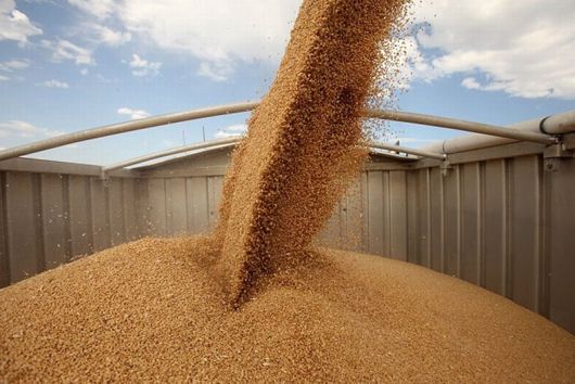 Зерно йде на рекорд: уже намолотили  31 мільйон тонн пшениці