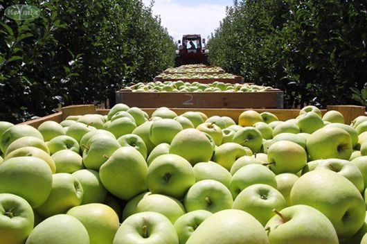 Заробітчанин пану не рівня: збір яблук у Польщі відбирає українцям здоров’я