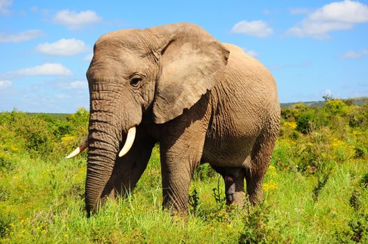 Браконьєри винищують африканських слонів