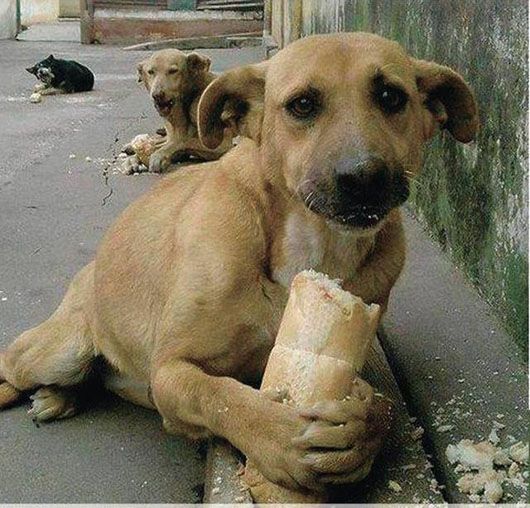 Життя собаче: безпритульні тварини є індикатором гуманності суспільства
