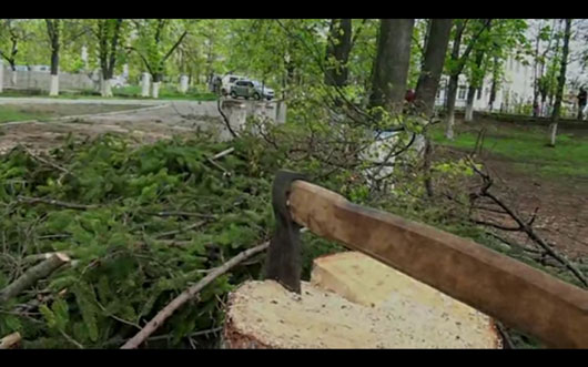 У Макарові на Київщині під приводом реконструкції парку знищили понад 70 цінних дерев