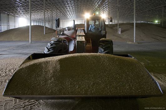 Урожайний рік: в Україні виробництво зернових та зернобобових цього року перевищило 64 млн тонн