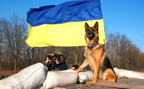 Українська армія закріпилася на околицях Новолуганського