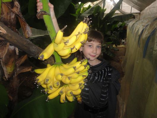 Домашня екзотика: аграрій з Херсона навчився вирощувати гігантські банани та апельсини