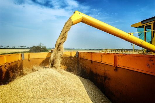 Зерно — ресурс стратегічний