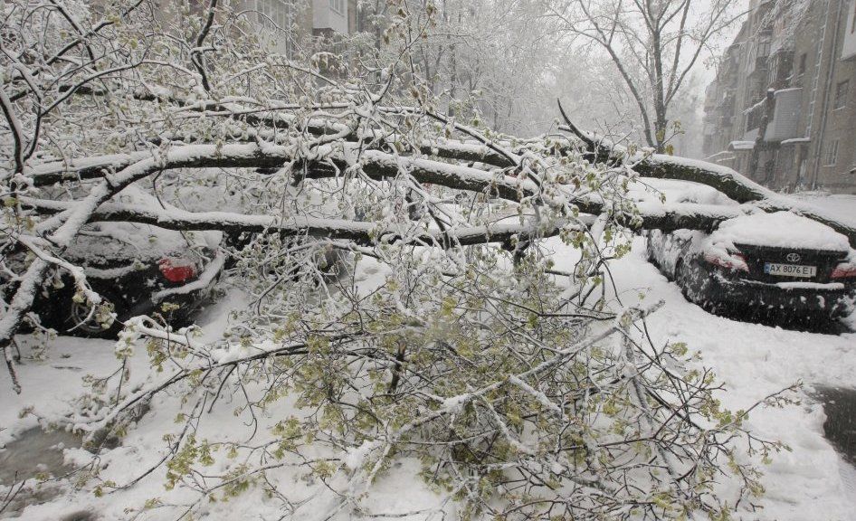 Сніг у Дніпрі та Харкові повалив тисячі дерев (фото)