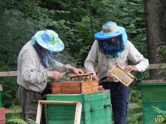 За останні 10 років Україна збільшила експорт меду у сім разів