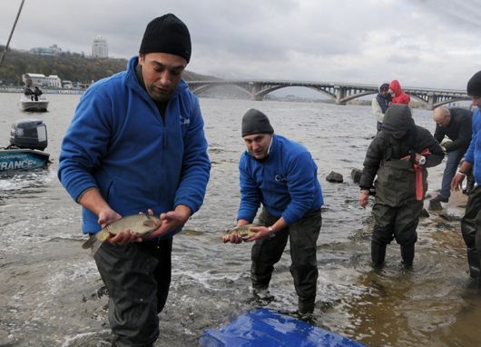 У Дніпро випустили малька, а рибалок попросили із зимувальних ям