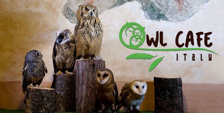 В Італії відкрито перше кафе з совами Owl Cafè