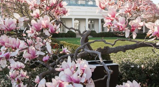 Меланія Трамп зрубає біля Білого дому магнолію, яка пережила 39 президентів США