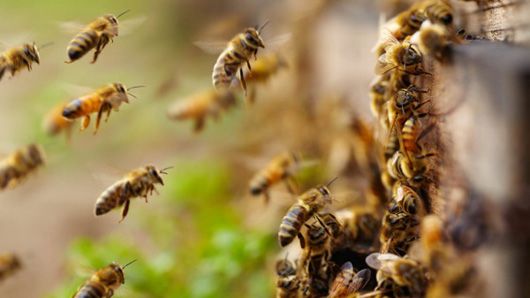 Українських бджіл відправлять до Канади рятувати місцеву популяцію