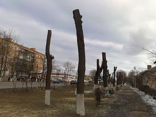 Тернополяни зареєстрували петицію проти обрізки дерев