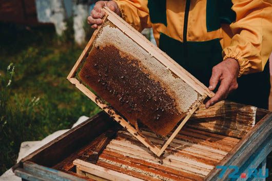 Мед об’єднує: бджільницькі кластери як гарантія експорту