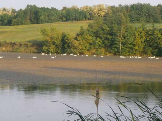 На ставку в черкаському селі поселилася рекордна кількість лебедів