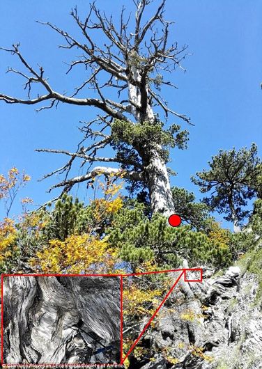 В Італії знайшли найстаріше в Європі дерево