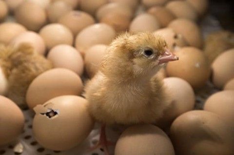 У Грузії з викинутих на смітник яєць вилупилися сотні курчат (ВІДЕО)