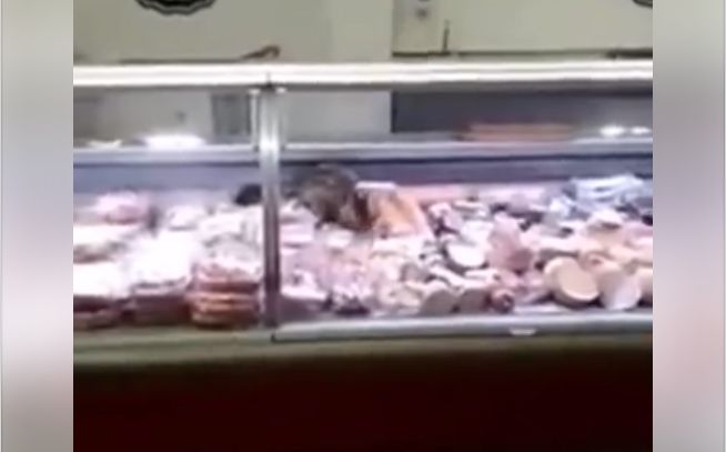 Кіт на очах у покупців поласував ковбасою на прилавку супермаркета в Києві (відео)