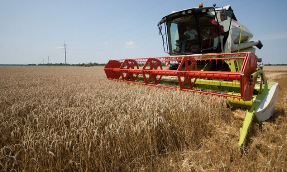 Аграрії намолотили понад 1,5 мільйони тон озимої пшениці на кінець червня
