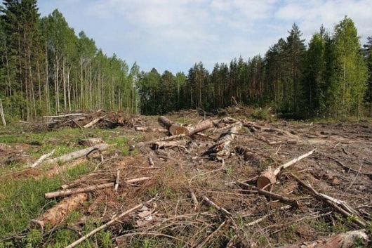 Верховна Рада посилила покарання за незаконну вирубку лісу