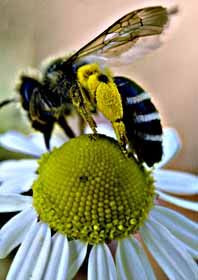 Бджоли-оси налетіли