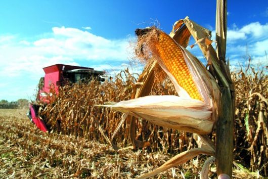 В Україні у 13 областях почали збирати кукурудзу