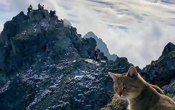 На найвищій горі Польщі альпініста зустрів домашній кіт (фото)