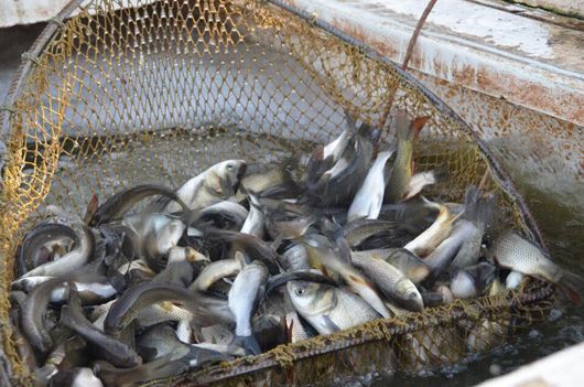 В Україні почала діяти осінньо-зимова заборона на лов риби у зимувальних ямах