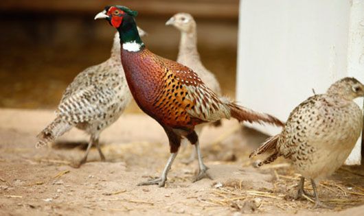 На Херсонщині фермери зайнялися розведенням фазанів, гусей та качок