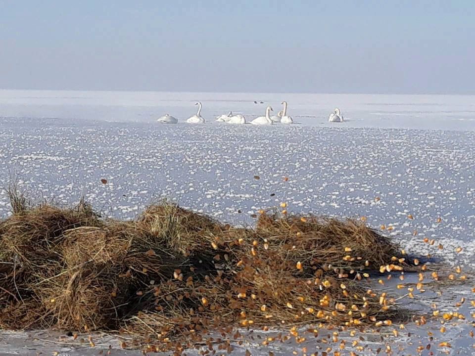 Черкаські екологи доставили харчі лебединій родині, яка зимує на Дніпрі (фото, відео)