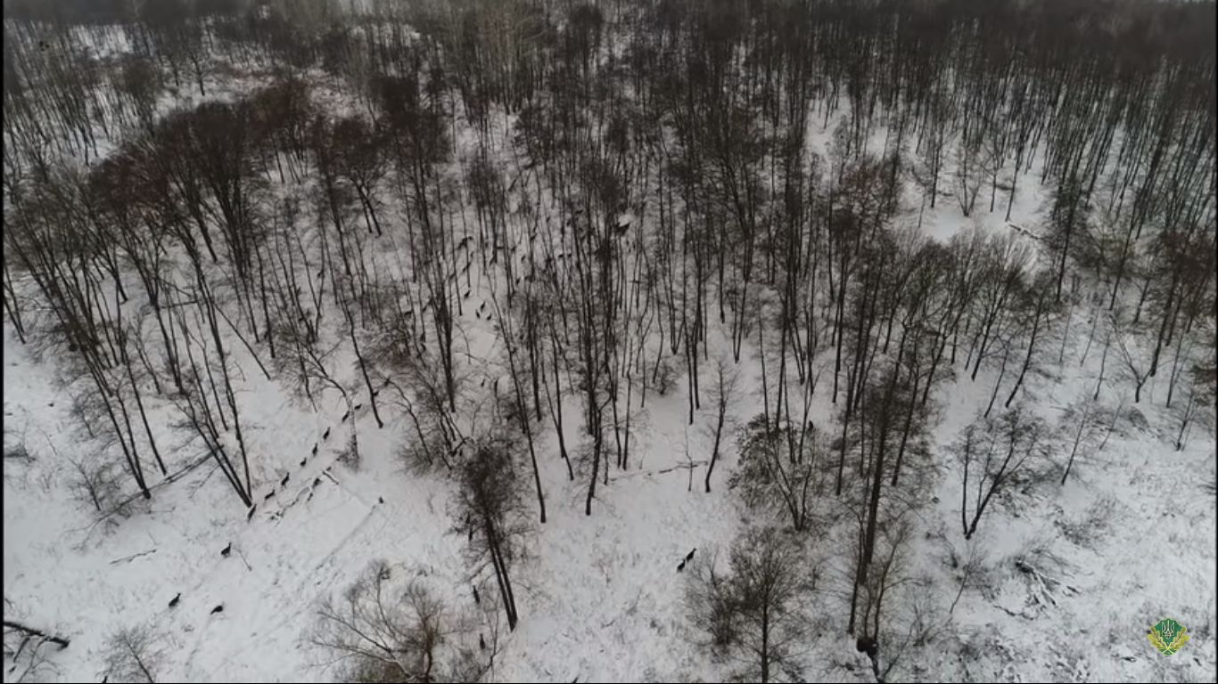 У лісах Черкащини зафільмували життя великої групи плямистих оленів (відео)