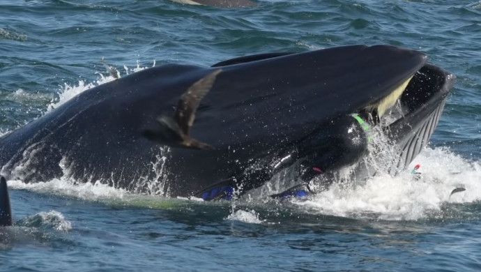 Біля узбережжя Південної Африки кит спробував проковтнути дайвера