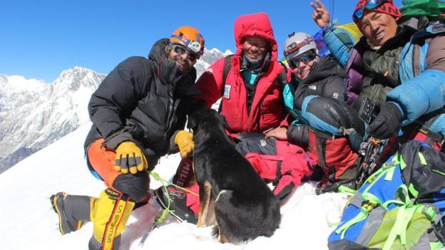 Бродячий пес підкорив гору висотою понад 7 тисяч метрів