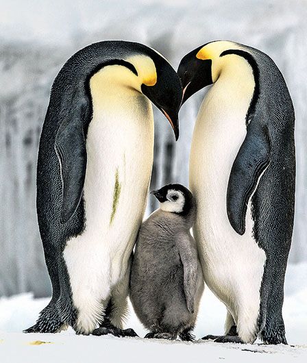 В Антарктиді пінгвіни крадуть технічне обладнання зі станції «Академік Вернадський»