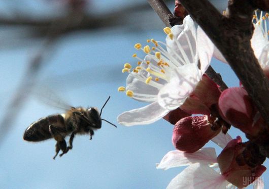 Пасічники просять заборонити ввезення і використання вбивчих для бджіл агрохімікатів