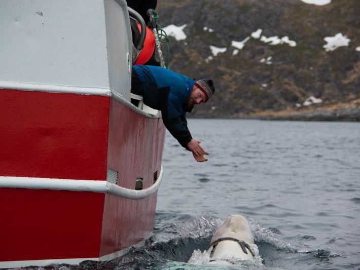 До рибалок у Норвегії приплив кит з відеокамерою і написом «обладнання Санкт-Петербурга»