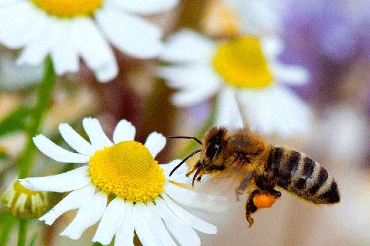 В Україні знову масово гинуть бджоли: хто винен і що з цим рятувати