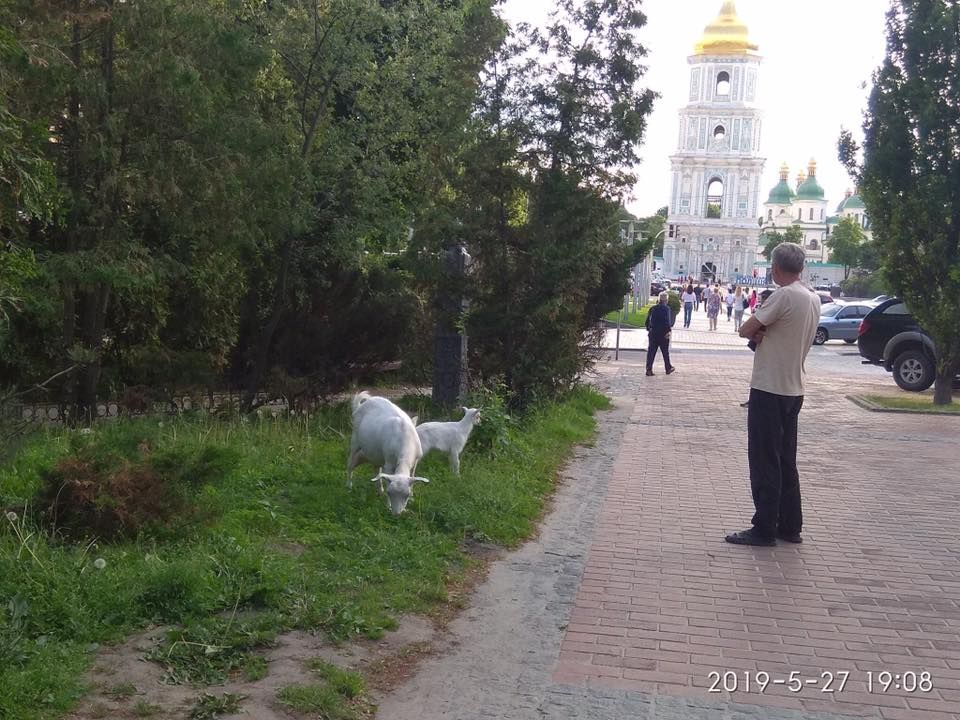 У центрі Києва біля Софійської площі пасуть кіз (фото)