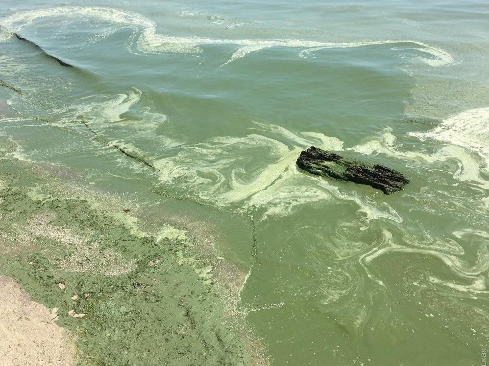 В Одесі через аномальну кількість водоростей позеленіло море (фото)
