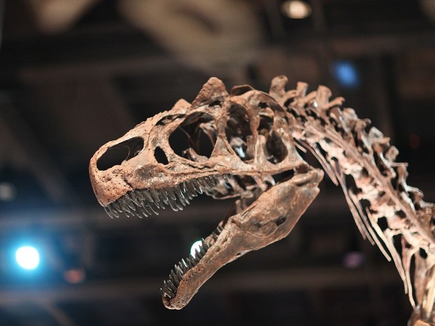 У Китаї виявили сліди динозавра віком 100 мільйонів років