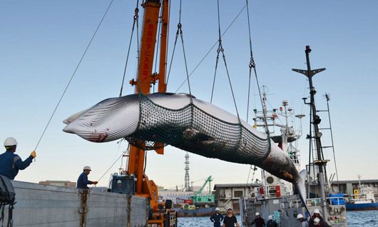Японія відновила комерційний вилов китів уперше за останні 33 роки