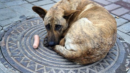 Громада Тернополя обговорює безпеку безпритульних собак і котів