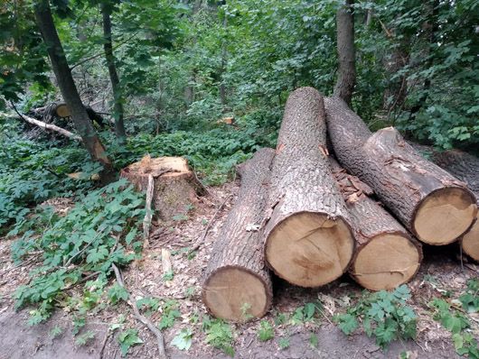 Лісничому, який розповів Зеленському про незаконні вирубки на Харківщині, загрожує звільнення